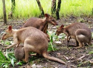  Kangguru di TN Wasur- Merauke